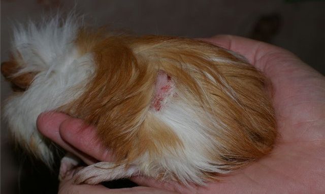 Why does a guinea pig shed, what to do with a strong and constant molt?