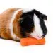 Why does a guinea pig shed, what to do with a strong and constant molt?