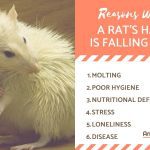 Why does a rat go bald and shed, hair loss in rodents