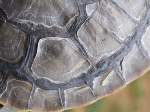Why does a turtle have white spots on its shell, causes and treatment of white plaque in red-eared and land turtles