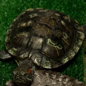 Why does a turtle have white spots on its shell, causes and treatment of white plaque in red-eared and land turtles