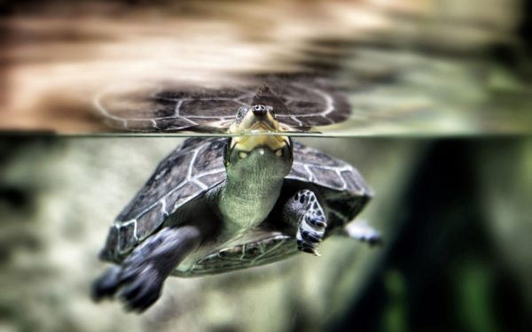 Why does the red-eared turtle swim on one side, belly up or backwards