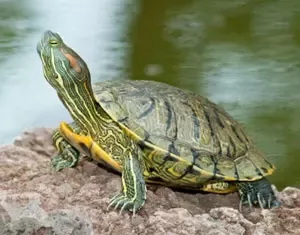 Why does the red-eared turtle swim &#8220;on one side&#8221;, belly up or backwards