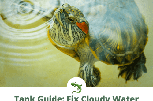 Why does the water in an aquarium with red-eared turtles quickly become cloudy?