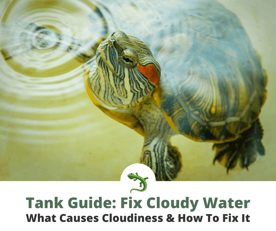 Why does the water in an aquarium with red-eared turtles quickly become cloudy?