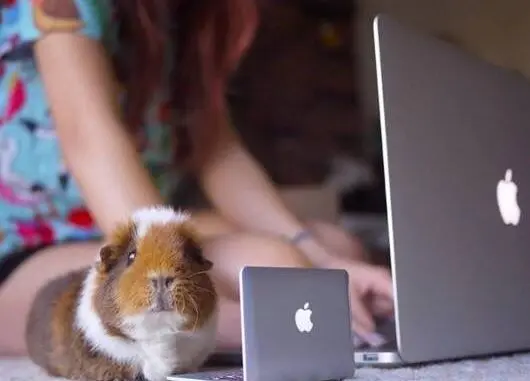 Why Guinea Pigs Eat Their Litter: Rodent Poop