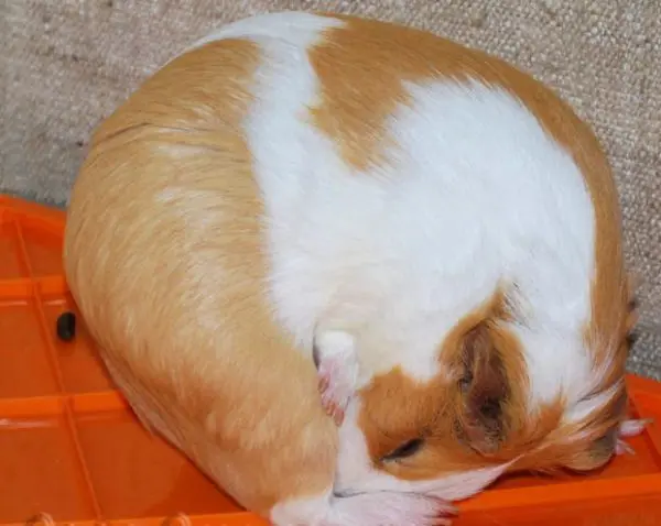 Why Guinea Pigs Eat Their Litter: Rodent Poop