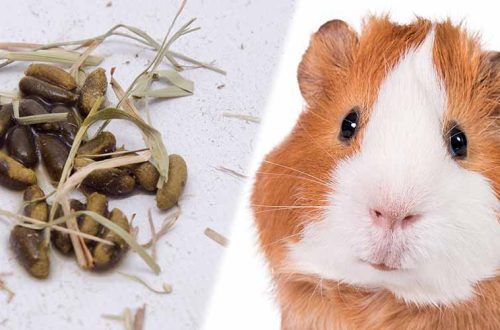 Why Guinea Pigs Eat Their Litter: Rodent Poop