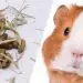 Why Guinea Pigs Eat Their Litter: Rodent Poop