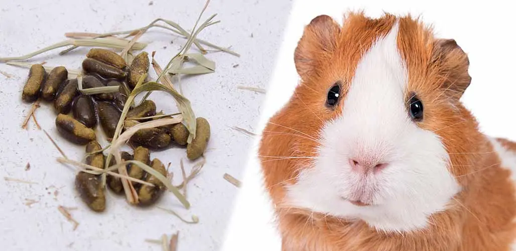 Why Guinea Pigs Eat Their Litter: Rodent Poop