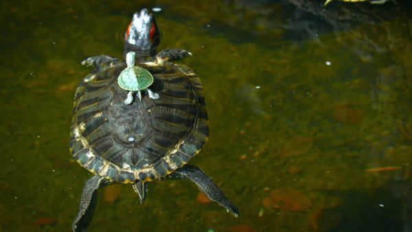 Why the red-eared turtle does not grow, what to do?