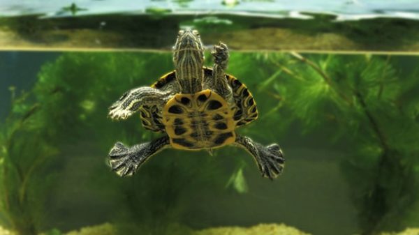 Why the red-eared turtle floats to the surface and does not sink (like a float)