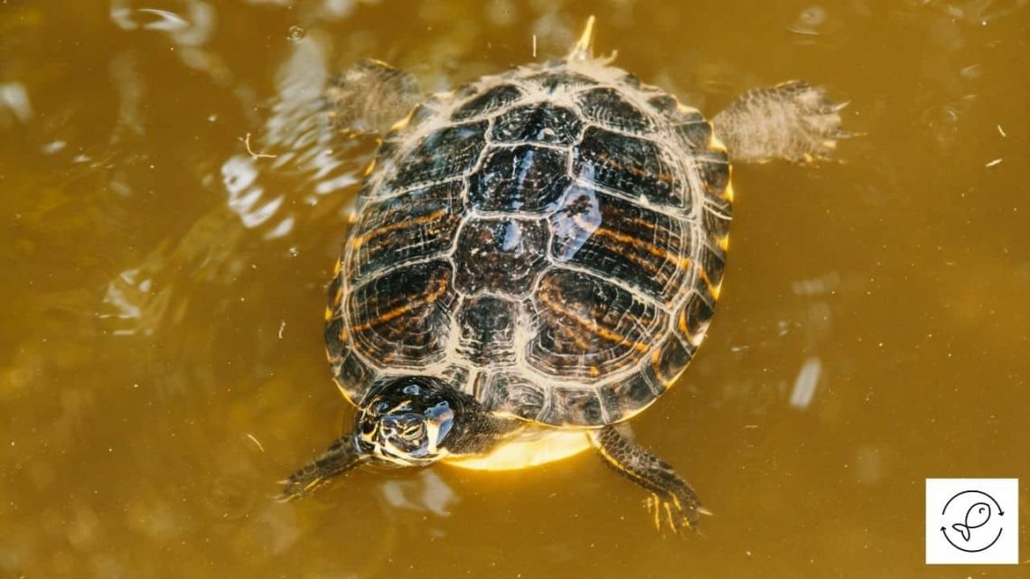 Why the red-eared turtle floats to the surface and does not sink (like a float)